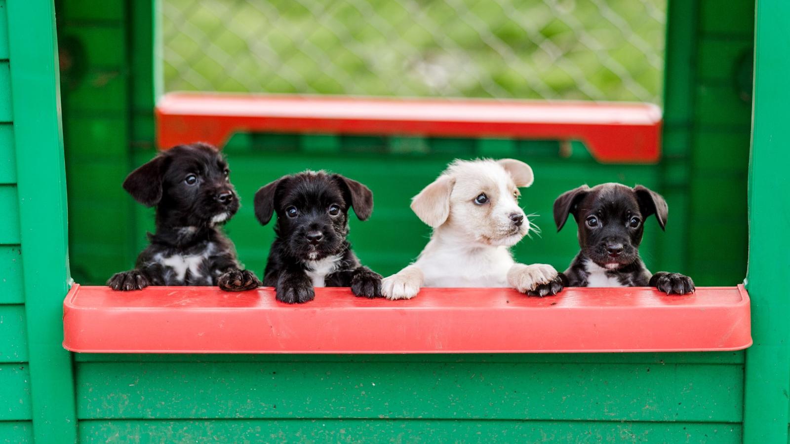 Unwanted puppies found loving homes Blue Cross